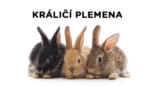 Králičí plemena - Tlapka TV