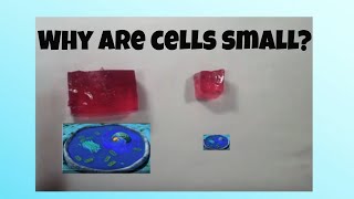 Why are cells so small?