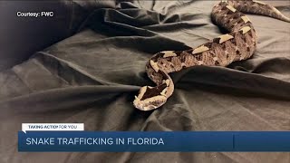 FWC investigation uncovers trafficking of world's most venomous snakes