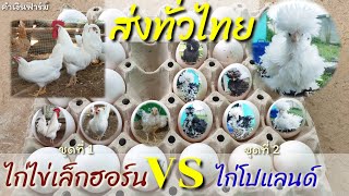 จัดส่งทั่วไทย ไข่ไก่มีเชื้อสำหรับฟัก ไก่ไข่เล็กฮอร์น ไก่โปแลนด์ ไป จ.เพชรบูรณ์ by คำเงินฟาร์ม