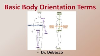 Basic Body Orientation Terms