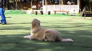 ゴールデンレトリバー ボンくん 県内競技会練習