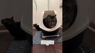 Petivity Smart Litter Box Monitor