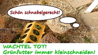 Wachtelfarm #113 - Wachtel tot! Grünfutter immer kleinschneiden!