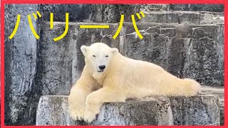 しろくまバリーバ〔ピースのお母さん〕Polar bear valiva 🌈くつろぎながらこっちを見てくれたね💕なんか話しているように感じました。