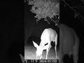 such a pretty deer enjoying a meal in front of the camera