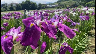 ときがわ花菖蒲園【見ごろ　6月11日】アヤメとジャーマンアイリス開花タイムラプス付