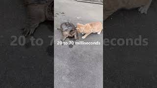 The fastest reflexes in the world?