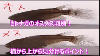 ヒレ長メダカのオスメスの見分け方！横から上からの判別方法！