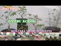 Update Bonsai Bambu Kodok, Dan Cara Membudidayanya