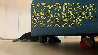 【ミニチュアダックスフンド】ソファの下に入ったおもちゃを取りたい！最後は疲れ果てて寝る