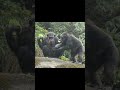 chimpanzee shares carrot with others 黑猩猩分享紅蘿蔔給同伴 shorts