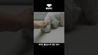 산책 다녀와서 꼬질이 된 강아지 #shorts