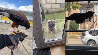 Funniest Animals 😄 New Funny Cats and Dogs Videos 😹🐶 - #6