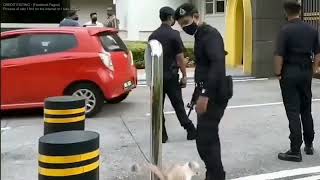 Police Malaysia [PDRM] Petting The Cat (Super Mario World Ending Theme)