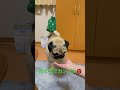 【パグ】むぎゅっ。 パグ pug shorts 日常 癒し 犬のいる暮らし