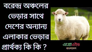 বরেন্দ্র অঞ্চলের ভেড়ার সাথে দেশের অন্যান্য এলাকার ভেড়ার প্রার্থক্য কি কি ? #Agroaid