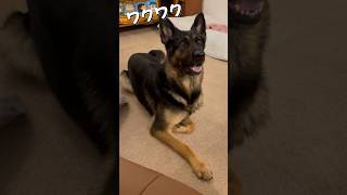 【かわいいシェパード】わくわくが止まらない😆 #ジャーマンシェパード #シェパード #大型犬 #犬動画 #shorts