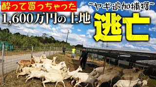 【大暴れ】怪力ヤギが住宅街へ逃げてしまった…全力捕獲！【コンテナハウス作りS1 ヤギ小屋編4話】