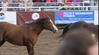 editorial horses run around arena in prca rodeo event slow motion