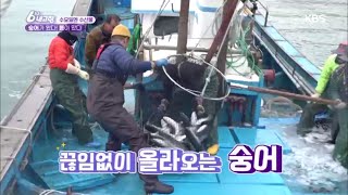 [수요일엔 수산물] 숭어가 왔다! 봄이 왔다 - 부산광역시 [6시 내고향] 20200422