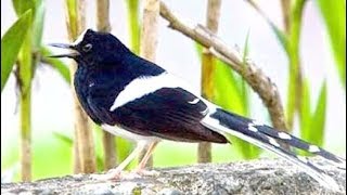 Sungguh Mengagumkan Si Meninting Cegar