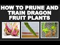 How to prune and train dragon fruit plants