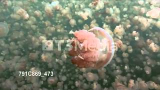 ジェリーフィッシュレイク水中映像、パラオ/Jellyfish Lake underwater, Palau