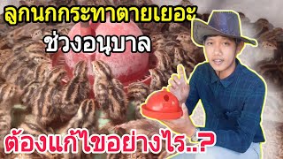 นกกระทาตายเยอะ ช่วงอนุบาล ต้องแก้ไขยังไง..? : SMILE FARM