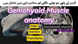 Geniohyoid Muscle anatomy ✅ | Anterior Neck Muscles | origin, Insertion and functions