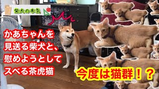 【柴犬】かあちゃんを見送る柴犬と、慰めようとしてスベる茶虎猫【茶虎猫】※クイズ超超難問あり〼