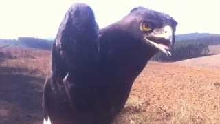 Long-crested  Eagle : banding and setting free