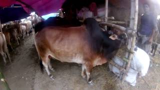 Mohammadpur Basila Qurbanir haat - বসিলা হাট