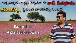 Kaas Pathar | అగ్నిపర్వతం బద్దలై ఏర్పడిన ఈ కాస్ పీఠభూమి యునెస్కో ప్రపంచ వారసత్వ సంపద |