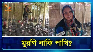 বন্য পাখি মুরগি হিসেবে বাণিজ্যিকভাবে পালন | China Chicken | Nagorik TV