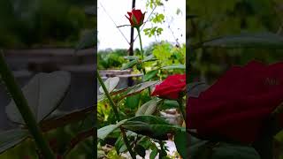 Floor garden rose plant மாடி தோட்டம் ரோஜா செடி