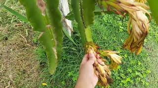 Should I remove the flower from the dragon fruit? Or can I leave it?