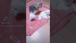 【子犬4ヶ月動画】マルチーズのポポも一緒にポーズ　#マルチーズ　#マルチーズ子犬　#マルチーズのポポ　#4ヶ月 　#Puppy　#dogs 　#成長記録 　#生後4ヶ月 　#元気　#なかよし