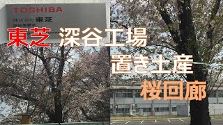 Thanks東芝深谷工場　桜回廊