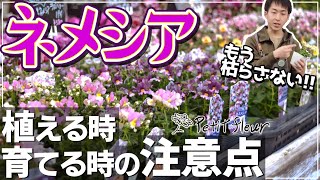 【冬の花】ネメシアを長く楽しむポイント 教えます！！植え方・育て方の注意点