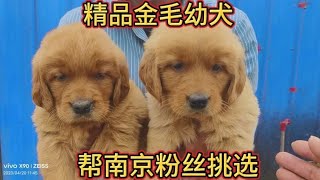 探访农村狗市帮粉丝朋友挑选精品狗狗【天哥萌宠】