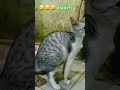 Dibilang jangan disitu mama jusmine😭😭😥🤮#kucing13 #cat #trending #viralvideo #shorts #mickey13 #fyp13