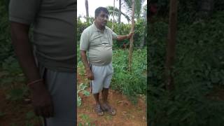 Kumaraswamy a ZBNF famer’s Profit 24 lakhs for 2 acres from Vegetable Production