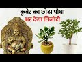 crassula plant kis disha me lagae karasula ka paudha kaha lagae कुबेराक्षी धनकुबेर क्रेसुला