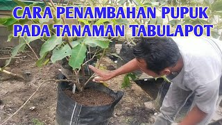 HOW TO FERTILIZE HONEY GUVA // TABULAMPOT