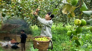 Binh goes to harvest apples to sell - Poor homeless boy stays home to feed pets and water vegetables