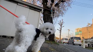 生まれてはじめて桜を見た時の犬の行動が想像と違い過ぎてもう笑うしかなかった