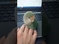 cute baby lovebird always disturbs me like this.