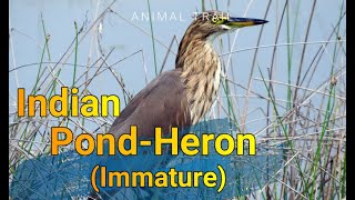 Indian Pond-Heron (Immature ) | Voice Only | LK | ANIMAL TRAIL