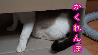 段ボールにかくれんぼしてドキドキする猫 Cat playing hide-and-seek on cardboard and getting excited